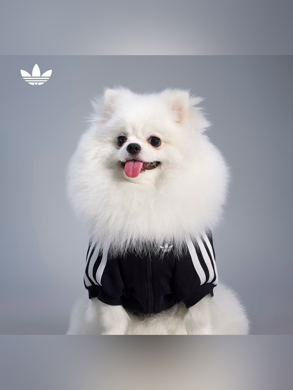 Adidas Originals Pet Tracksuit Zip-Up Jacket Dogs Cats Collection HZ6661 size M - Picture 2 of 6